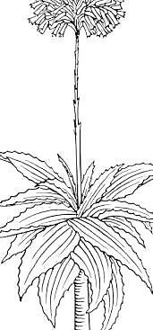 蘆薈的剪輯藝術(shù)