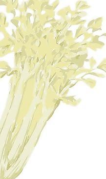 芹菜剪贴画