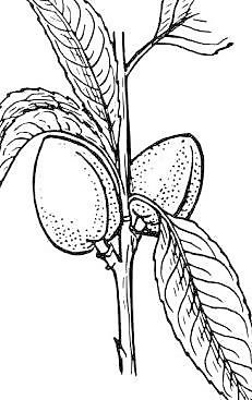 杏仁植物剪貼畫