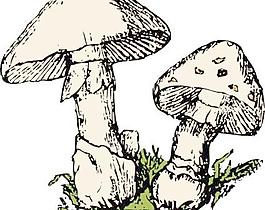 两个蘑菇剪贴画