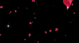 玫瑰花視頻素材