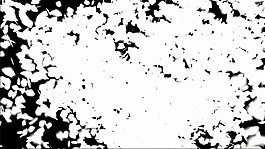 白色玫瑰花視頻