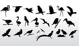 鳥(niǎo)類(lèi)矢量