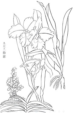 国画白描百花线稿泰国