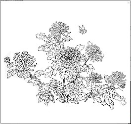 菊花白描