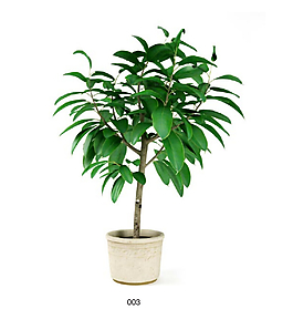 绿色植物