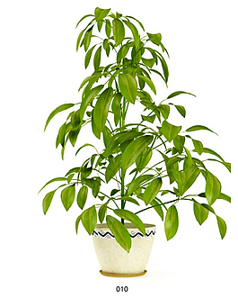 绿色植物