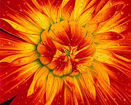 花卉裝飾畫