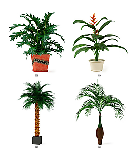 植物模型