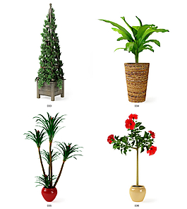 花卉植物