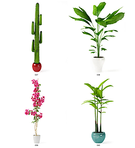 四款植物模型