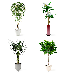 植物模型