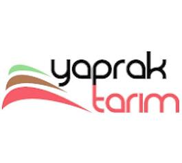 Yaprak焦油