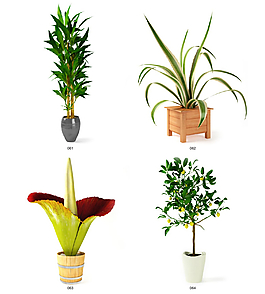 綠色植物