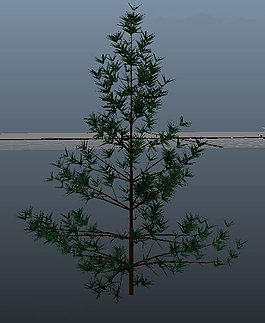 松樹模型