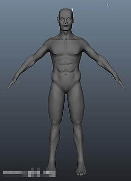 3D人體模型