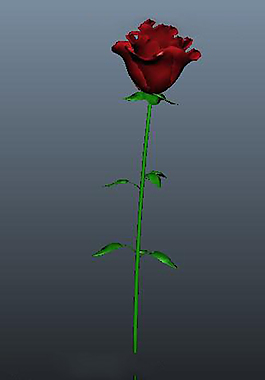 玫瑰花