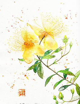 水彩菊花