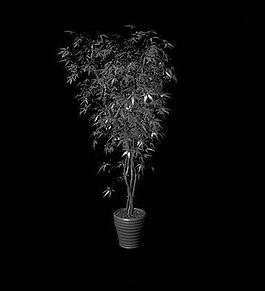 植物模型
