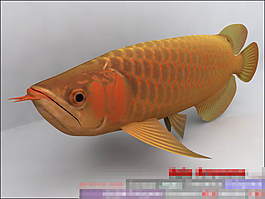 金龍魚素材模型