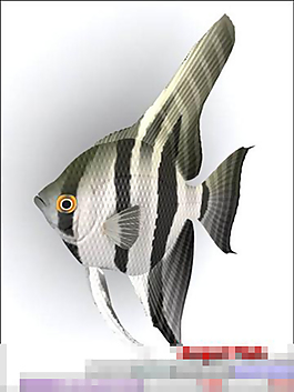 熱帶魚模型