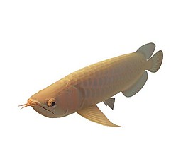 魚類3d模型