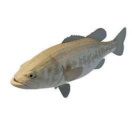 魚類3d模型