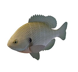 魚類3d模型