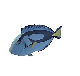 魚類3d模型