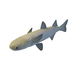 魚類3d模型