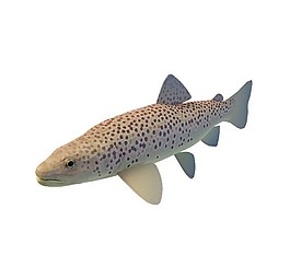 魚類3d模型