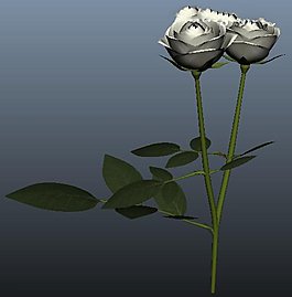 白玫瑰花