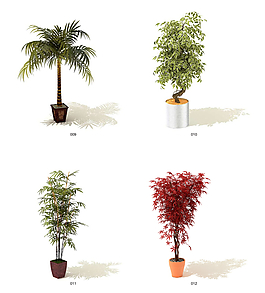 植物模型