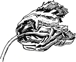 鹦鹉郁金香剪贴画