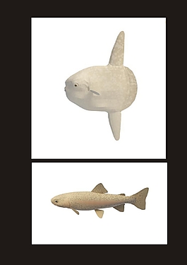 鱘魚3d模型