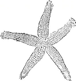 魚星剪貼畫