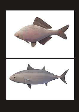 鯉魚(yú)3d模型