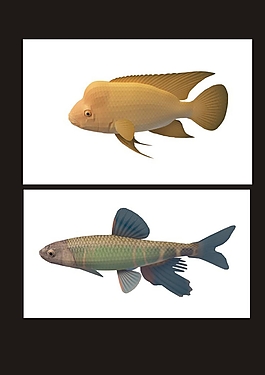 金斑馬魚3d模型