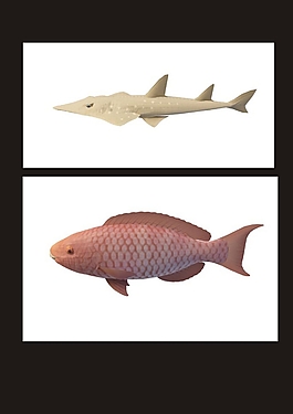 拉氏假鰓魚3d模型