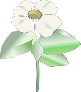 太平洋山茱萸山茱萸藻剪貼畫
