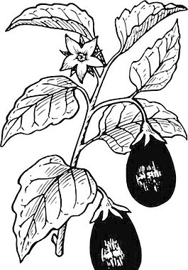 茄子剪貼畫