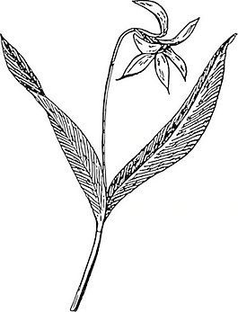狗牙花剪貼畫