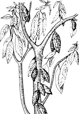 可可的剪輯藝術(shù)2
