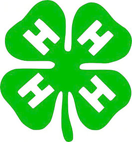 三葉草的剪輯藝術(shù)