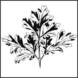 香菜剪貼畫
