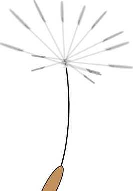 dandelionseed剪貼畫