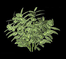3D效果圖植物素材