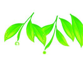绿茶