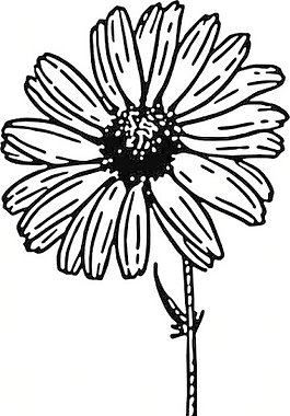 黛西的剪輯藝術(shù)3