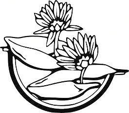 睡蓮的剪輯藝術